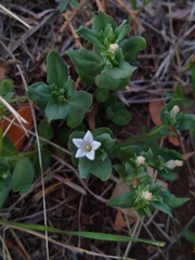 Spigelia hedyotidea