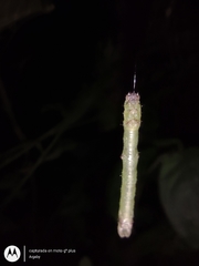 Lepidoptera