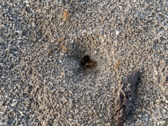 Myrmecocystus testaceus