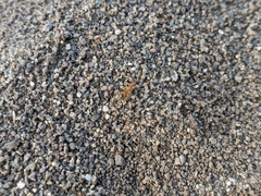 Myrmecocystus testaceus