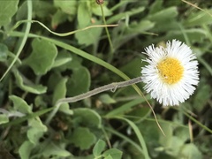 Erigeron procumbens