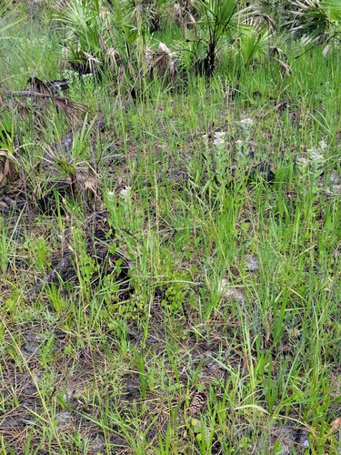 Image of Paspalum praecox by (c) Jay Horn, some rights reserved (CC BY)