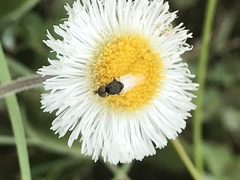 Erigeron procumbens
