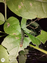Lepidoptera
