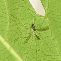 Dicranota maculata