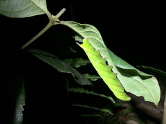 Macroglossum poecilum