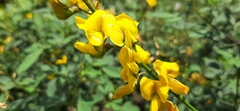 Crotalaria mollicula