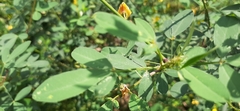 Crotalaria mollicula