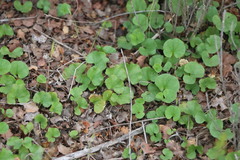 Dichondra occidentalis