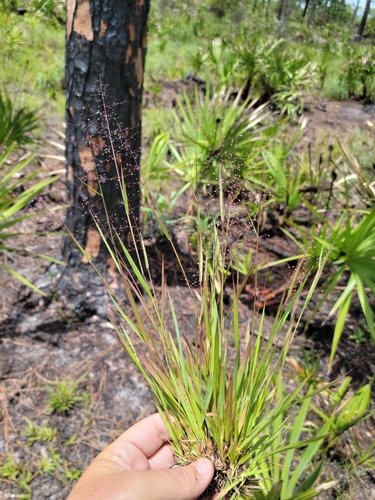 smooth-leaved witchgrass (Dichanthelium glabrifolium)