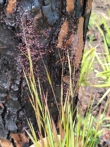 Image of Dichanthelium glabrifolium by (c) Jay Horn, some rights reserved (CC BY)