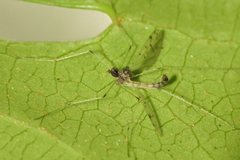 Dicranota maculata