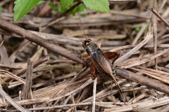 Brachyteleogryllus
