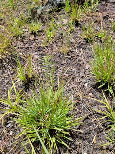 Image of Smooth-Leaved Witchgrass (Dichanthelium glabrifolium) by (c) Jay Horn, some rights reserved (CC BY)