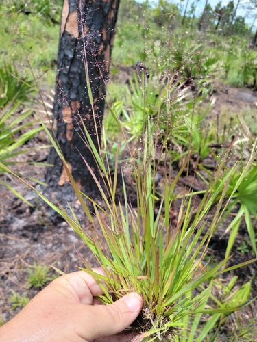 Image of Dichanthelium glabrifolium by (c) Jay Horn, some rights reserved (CC BY)