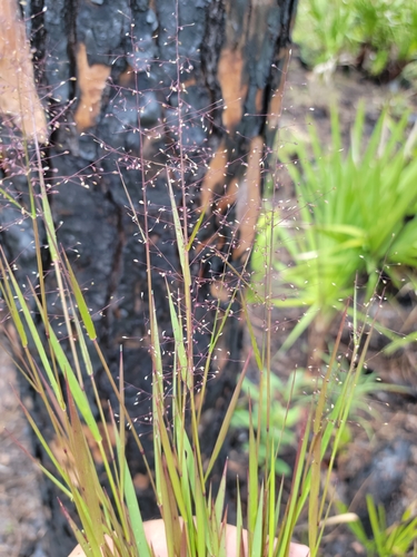 Image of Dichanthelium glabrifolium by (c) Jay Horn, some rights reserved (CC BY)