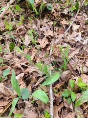 Borodinia perstellata