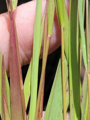 Image of Dichanthelium glabrifolium by (c) Jay Horn, some rights reserved (CC BY)
