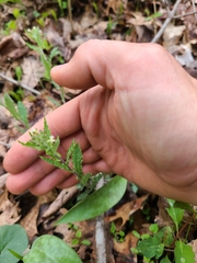 Borodinia perstellata