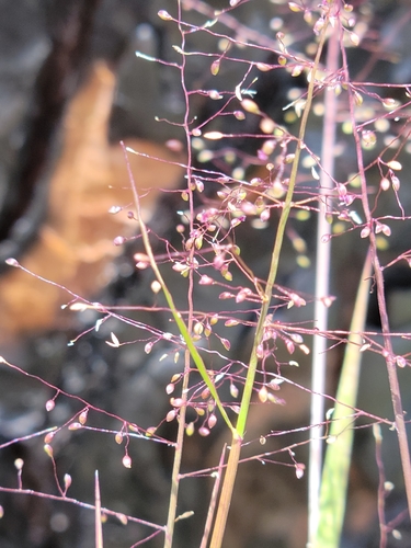 Image of Dichanthelium glabrifolium by (c) Jay Horn, some rights reserved (CC BY)