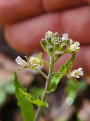 Borodinia perstellata