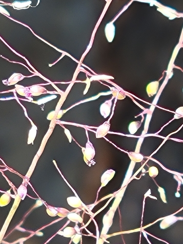 Image of Dichanthelium glabrifolium by (c) Jay Horn, some rights reserved (CC BY)