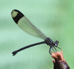 Polythore derivata