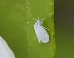 Aleyrodes proletella