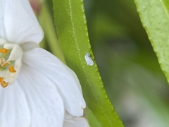 Aleyrodes proletella
