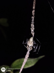Cyclosa machadinho