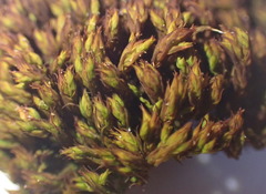 Vinealobryum norrisii