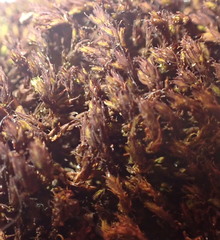 Vinealobryum norrisii