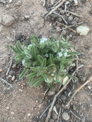 Cryptantha crassisepala