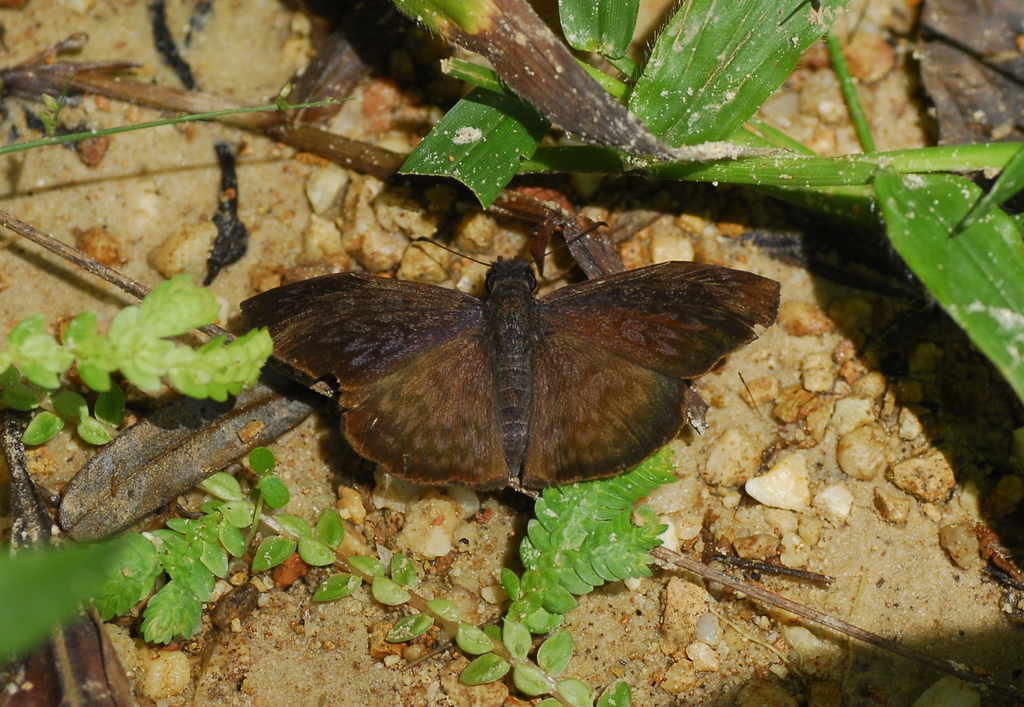 Camptopleura oaxaca