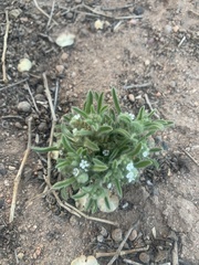 Cryptantha crassisepala