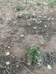 Cryptantha crassisepala