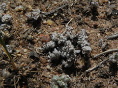 Stylocline gnaphaloides