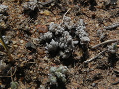 Stylocline gnaphaloides