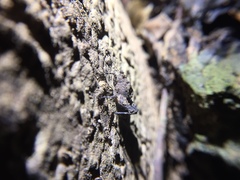 Austrohancockia gressitti