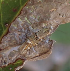 Lithariapteryx jubarella
