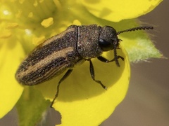 Acmaeoderini