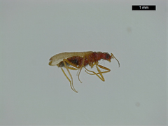 Thylodrias contractus