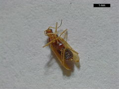 Thylodrias contractus