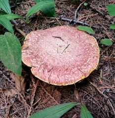 Suillus ochraceoroseus