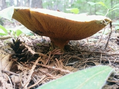 Suillus ochraceoroseus