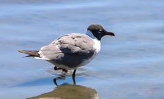 Leucophaeus atricilla