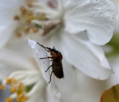 Dilophus strigilatus