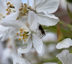 Dilophus strigilatus