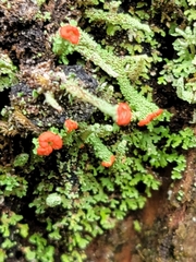 Cladonia didyma