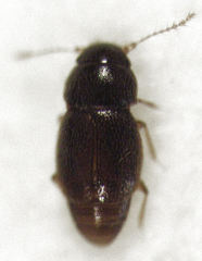 Ptinella ferruginea